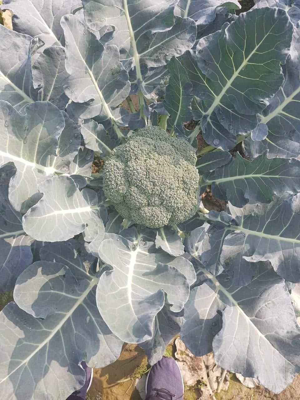 Hybrid Organic Broccoli Seeds