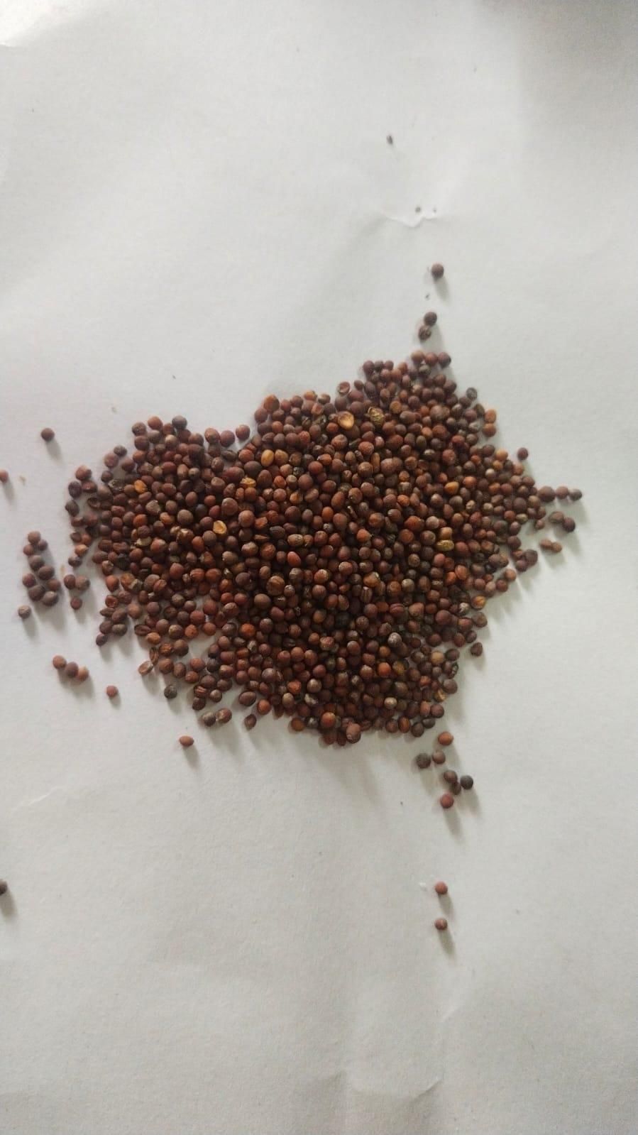 Hybrid Organic Broccoli Seeds