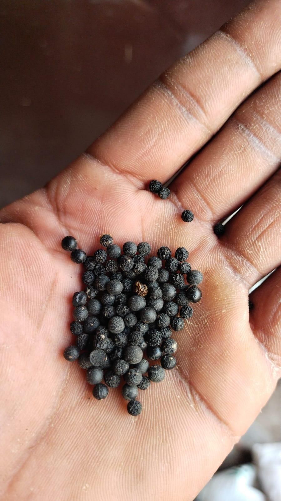 Organic Asparagus Seeds Pack of 25 / 50