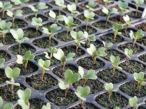 Hybrid Organic Broccoli Seeds