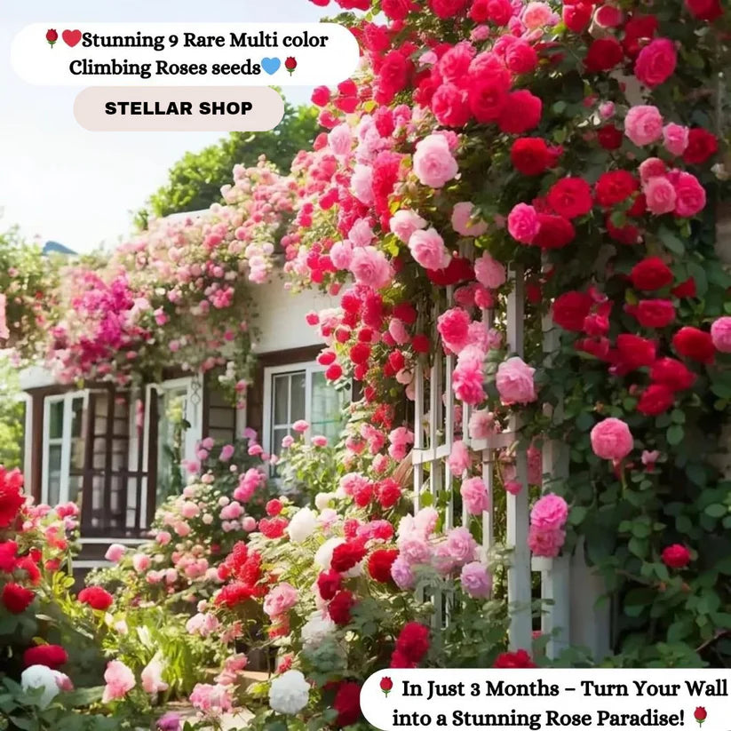 Elegant Climbing Rose Flower Seeds