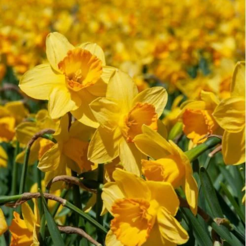 Daffodils Flower Bulbs